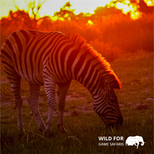 a zebra during sunset